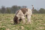 LAGOTTO 104